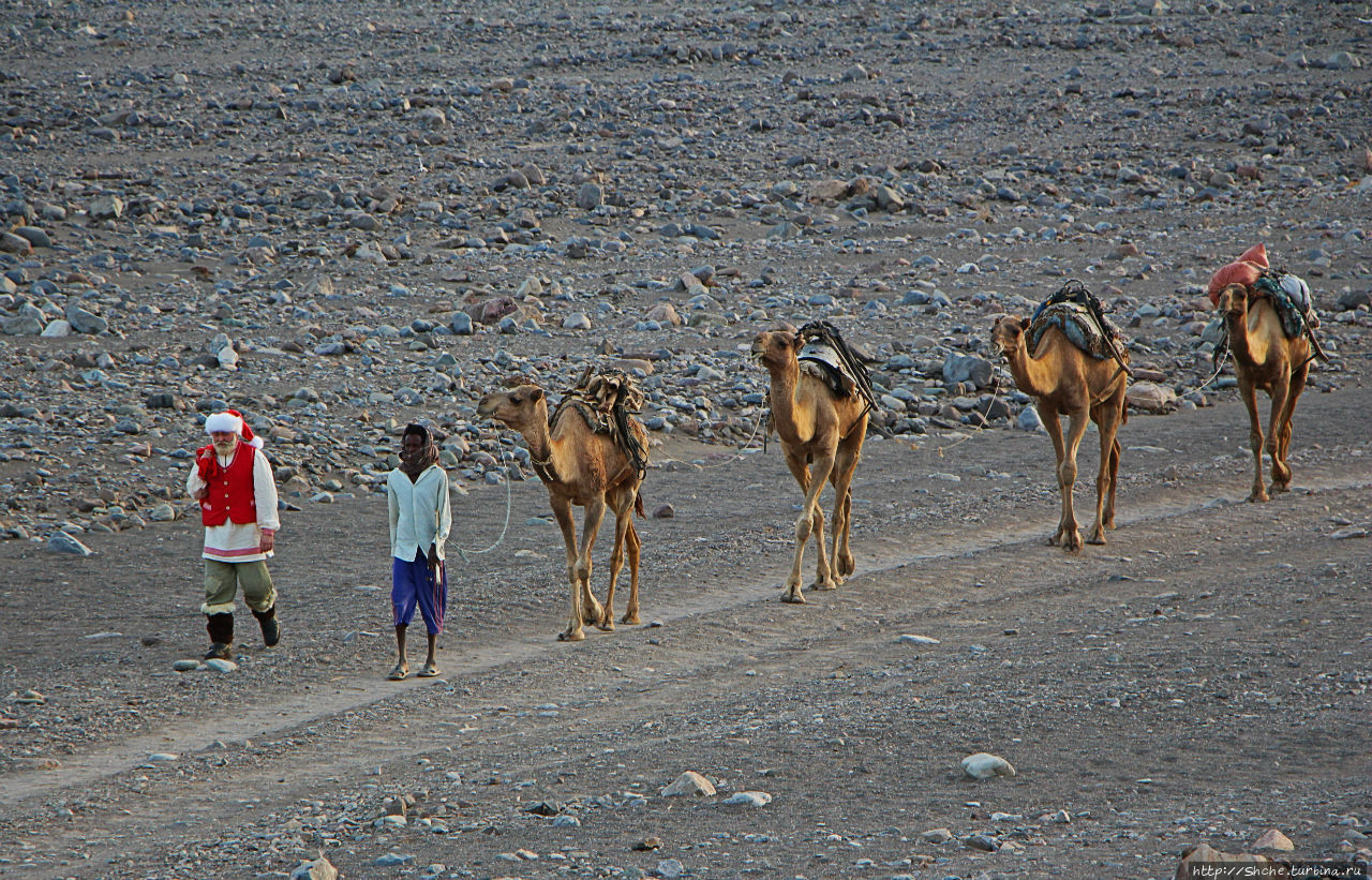 Соль рубить, соль возить пустыня Данакиль, Эфиопия