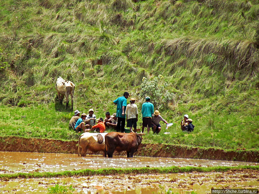 В грязи смешались зебу, люди,.. Андрамасин, Мадагаскар