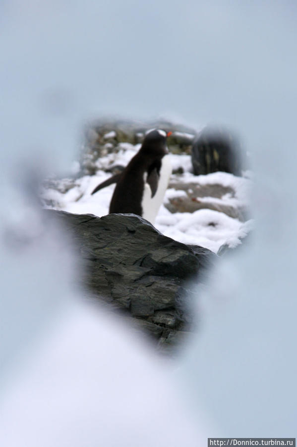 Пингвин, подсмотренный в замочную скважину Остров Данко, Антарктида