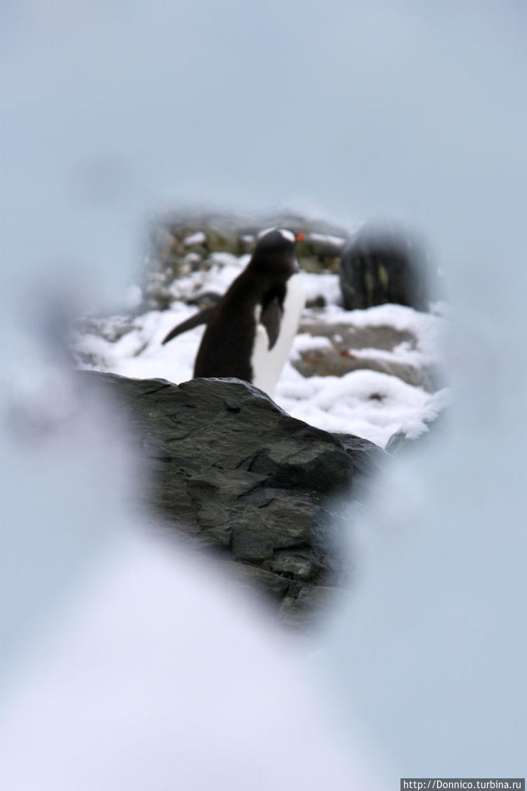 Пингвин, подсмотренный в 