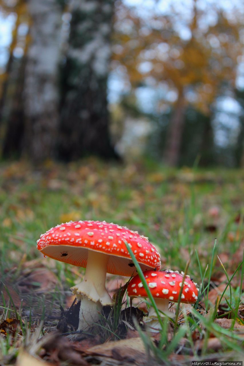 В осеннем лесу. В осеннем лесу.