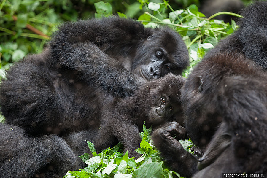 Гориллы Кахузи Биега Национальный парк Кахузи-Биега, ДР Конго Гориллы Кахузи Биега Национальный парк Кахузи-Биега, ДР Конго