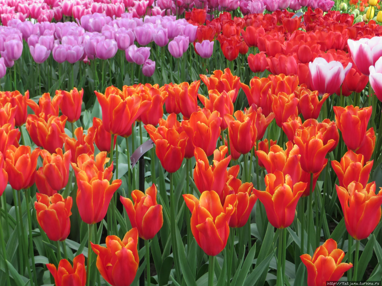 Весна в Голландии  в   парке Keukenhof Лиссе, Нидерланды