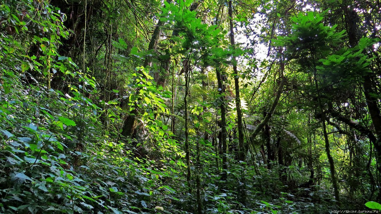 Непроходимый лес Бвинди Бвинди Национальный Парк, Уганда