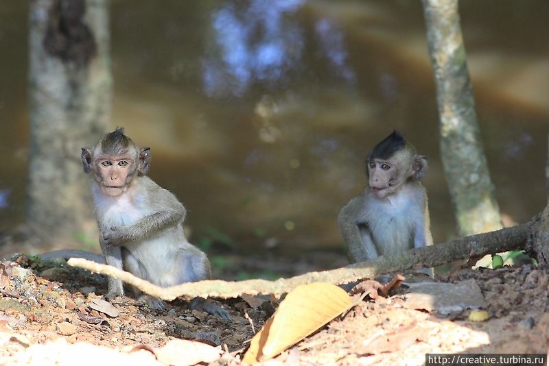 Сообщники наблюдали за происходящим в стороне Сообщники наблюдали за происходящим в стороне