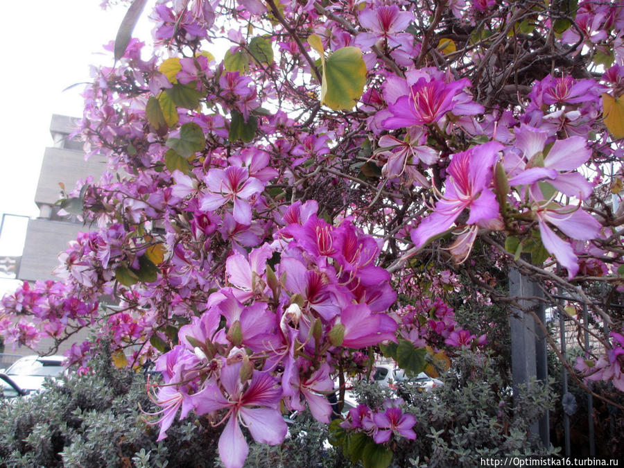 Весенняя Хайфа Хайфа, Израиль Весенняя Хайфа Хайфа, Израиль