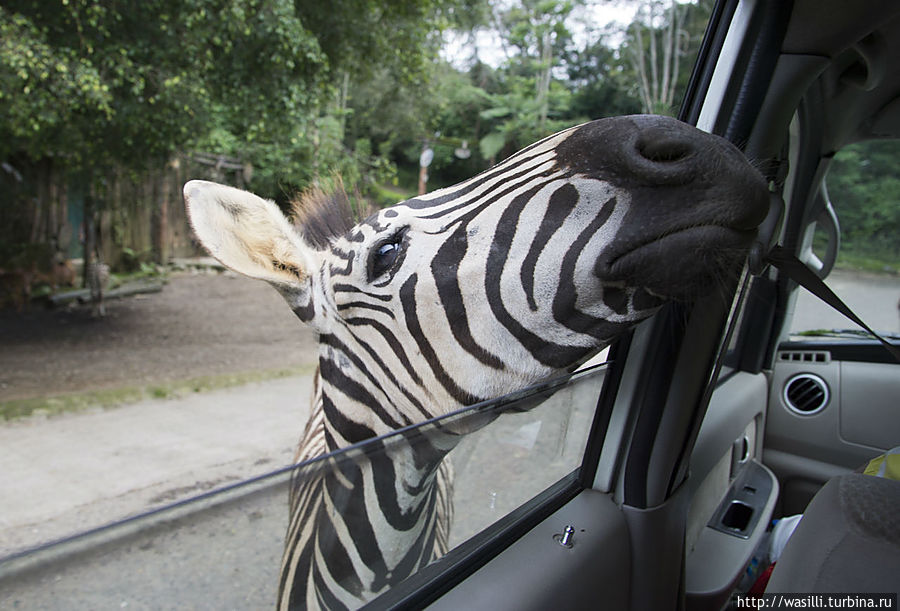 А где моя морковка?! А где моя морковка?!
