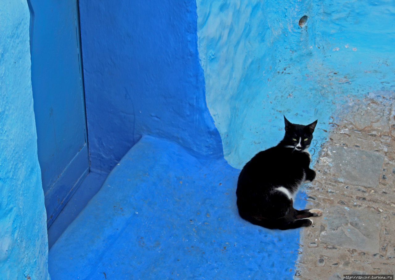 Коты и кошки Шефшауэна Шефшауэн, Марокко