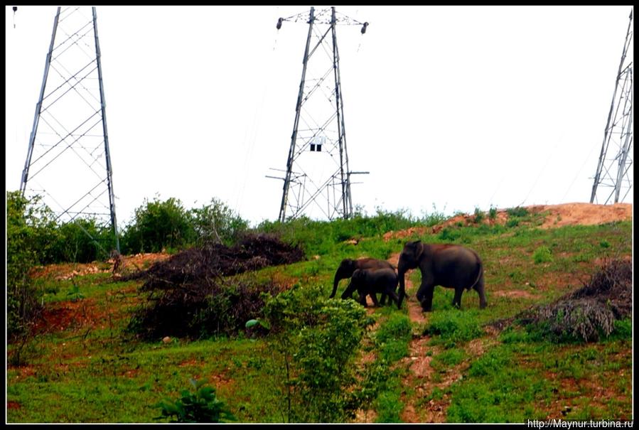 Первые  слоны, которых   мы  увидели  слегка  углубившись  на  территорию  заповедника. Гид  заранее  предупредил  нас,  что  встреча  с  большим  стадом  слонов  может и  не  состояться —  на  это  нужно  везение. Поэтому  мы  кинулись  рьяно  снимать  эту  небольшую  семейку,  которая  при  нашем  появлении  постаралась  быстро  скрыться  в  лесу. Полоннарува, Шри-Ланка