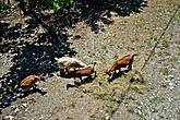 Под канатной дорогой пасутся всевозможные козы...