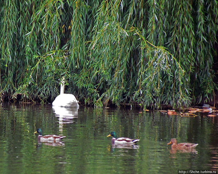 не лебедями едиными не лебедями едиными