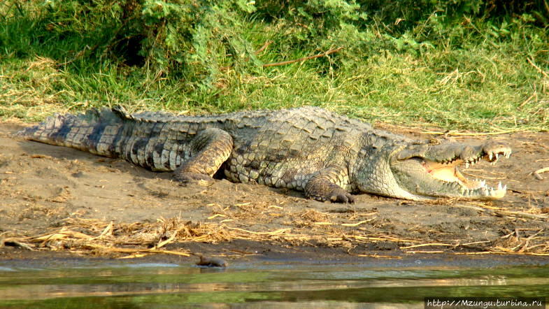 Кардиолог против крокодила Мёрчисон-Фоллс Национальный Парк, Уганда