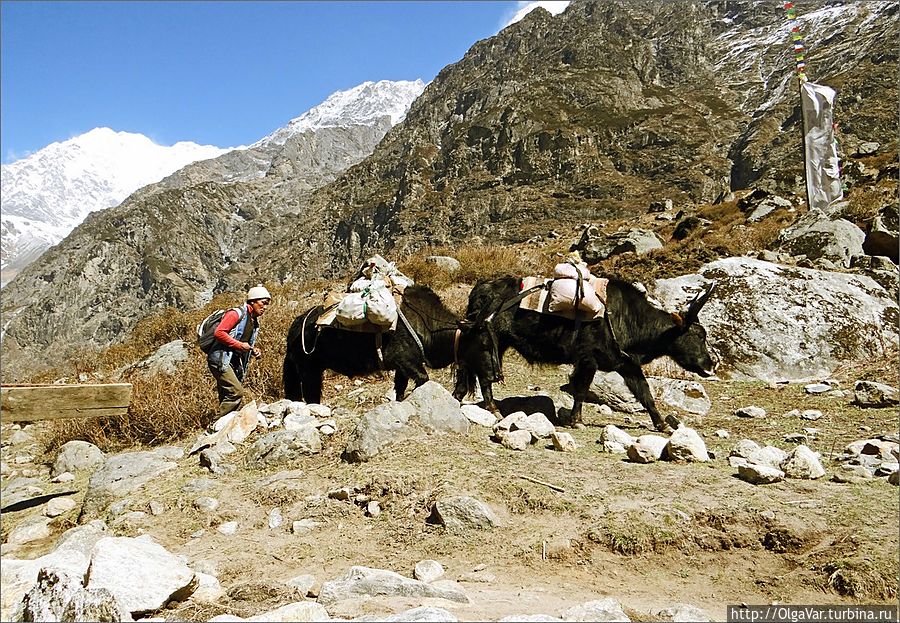 В высокогорье як незаменим — его можно использовать и как вьючное животное Лангтанг, Непал