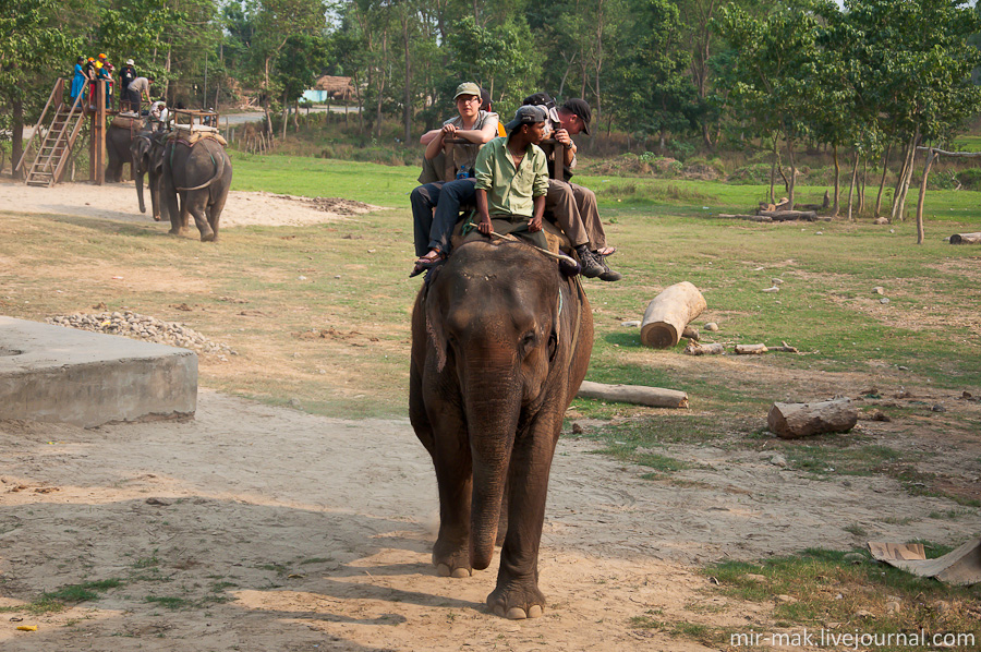 Погонщик, в прямом и переносном смысле, сидит у слона на шее. Непал