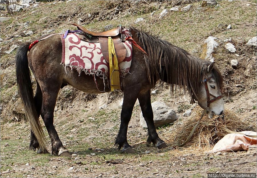 Не в коня корм. Ну, это не про эту лошадь... Лангтанг, Непал