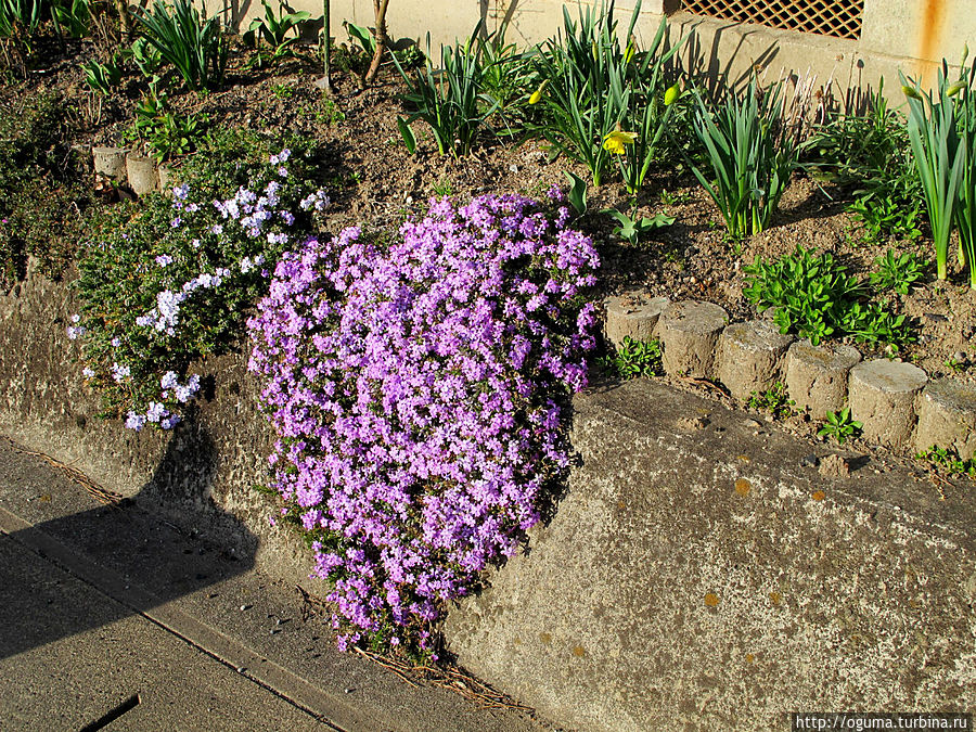 Весеннее настроение Япония Весеннее настроение Япония