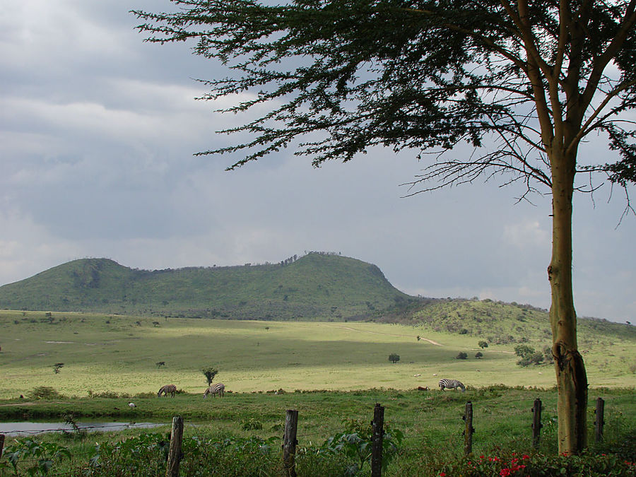 Белый носорог Накуру, Кения