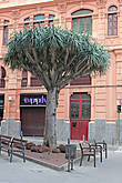 Драконово дерево (Dracaena draco) в  городе Санта Крус.