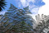 Лист древовидного папоротника Ferns Tree — второй символ Новой Зеландии