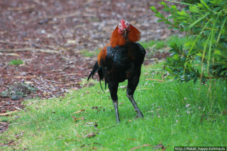 Сердце Реюньона в месте заповедном Салази, Реюньон Сердце Реюньона в месте заповедном Салази, Реюньон