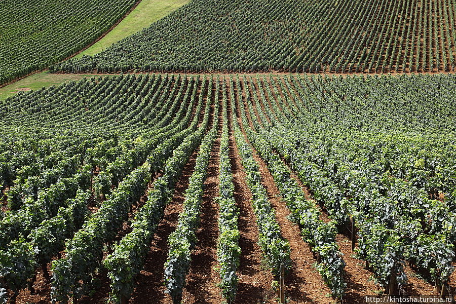 La route des Grands Vins — самые знаменитые виноградники Бургундии (Montrachet) Франция