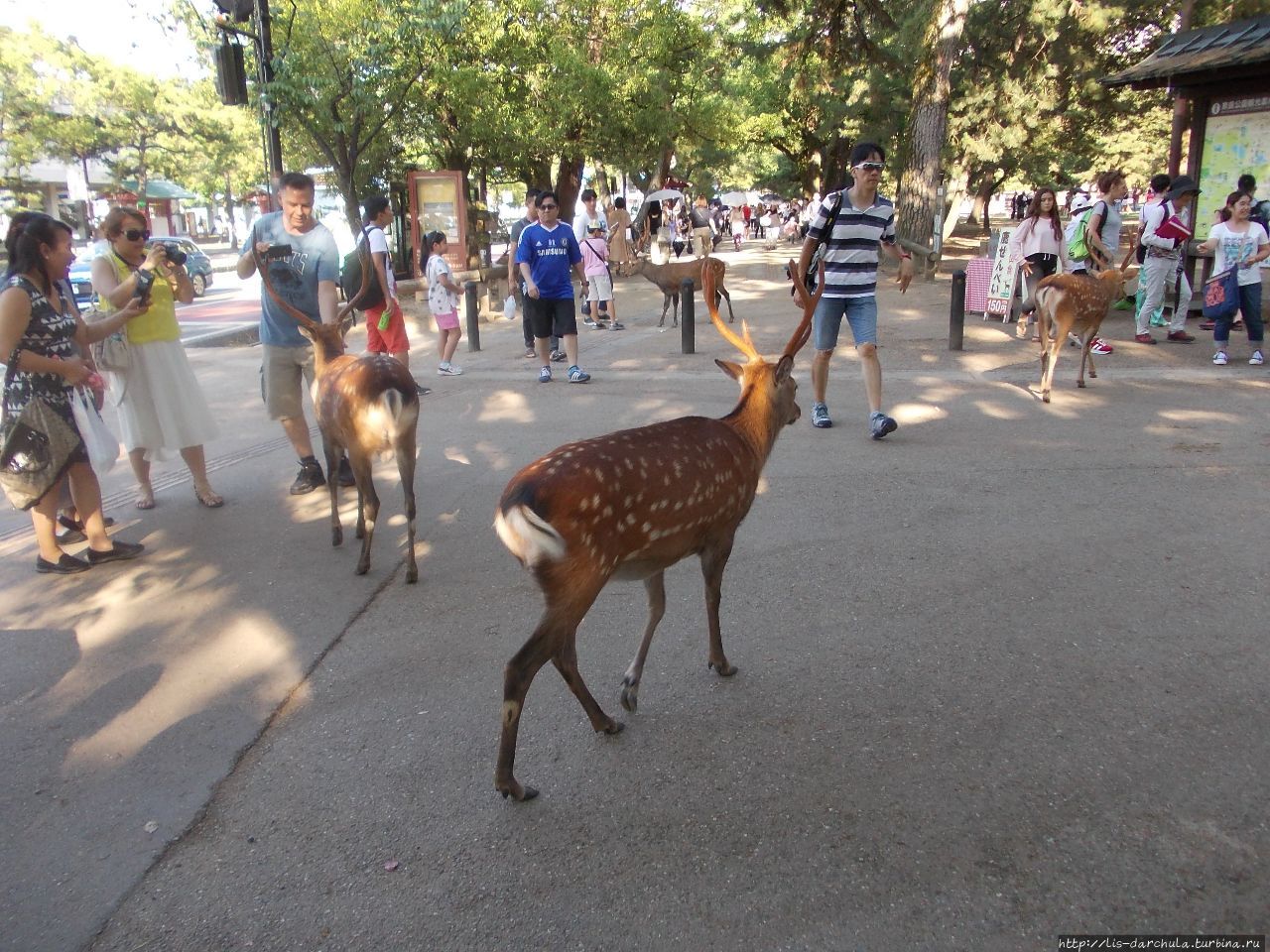 Город Нара. Парк ручных оленей. Токио, Япония