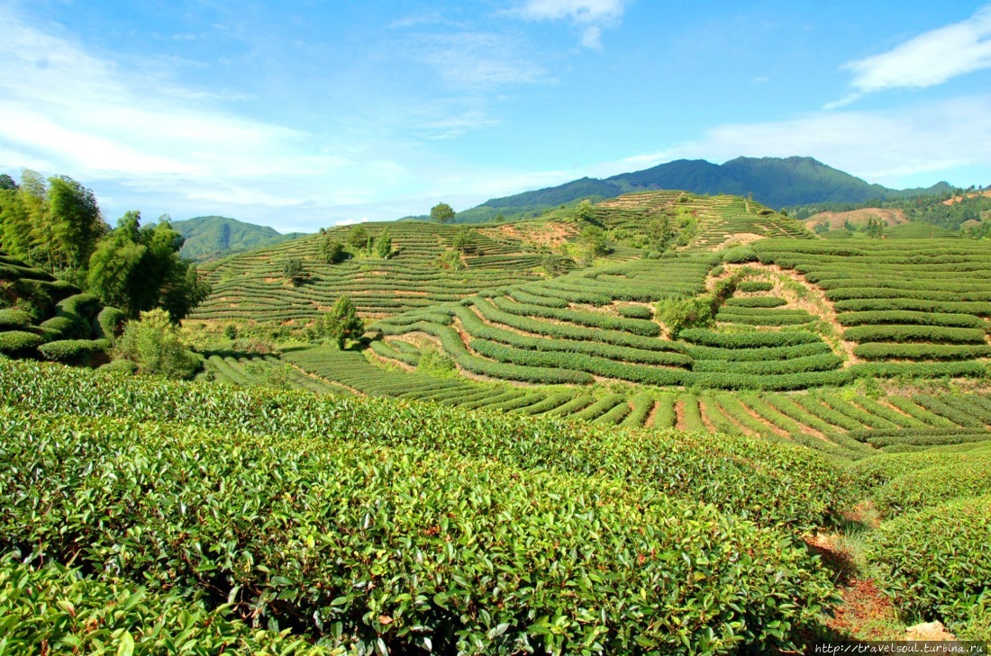 Чайный тур в Китай Провинция Юньнань, Китай