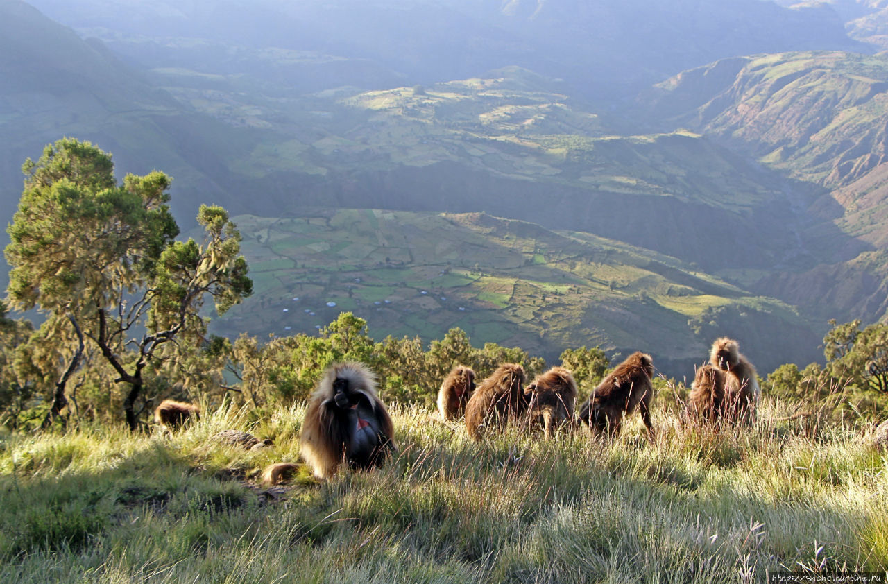 Национальный парк Сымен. Знакомство с горами и геладами Сымен Национальный Парк, Эфиопия
