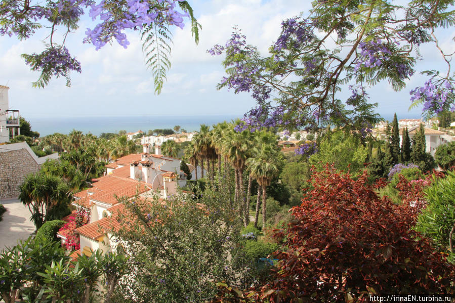 Жакаранда. Сиреневая весна Михас, Испания Жакаранда. Сиреневая весна Михас, Испания