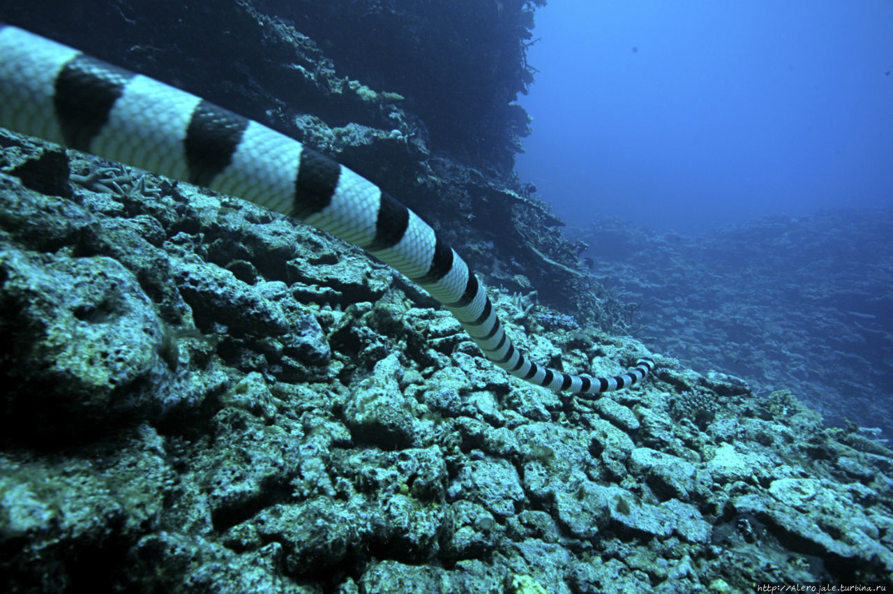 Matava Island - Great Astroloby Reef