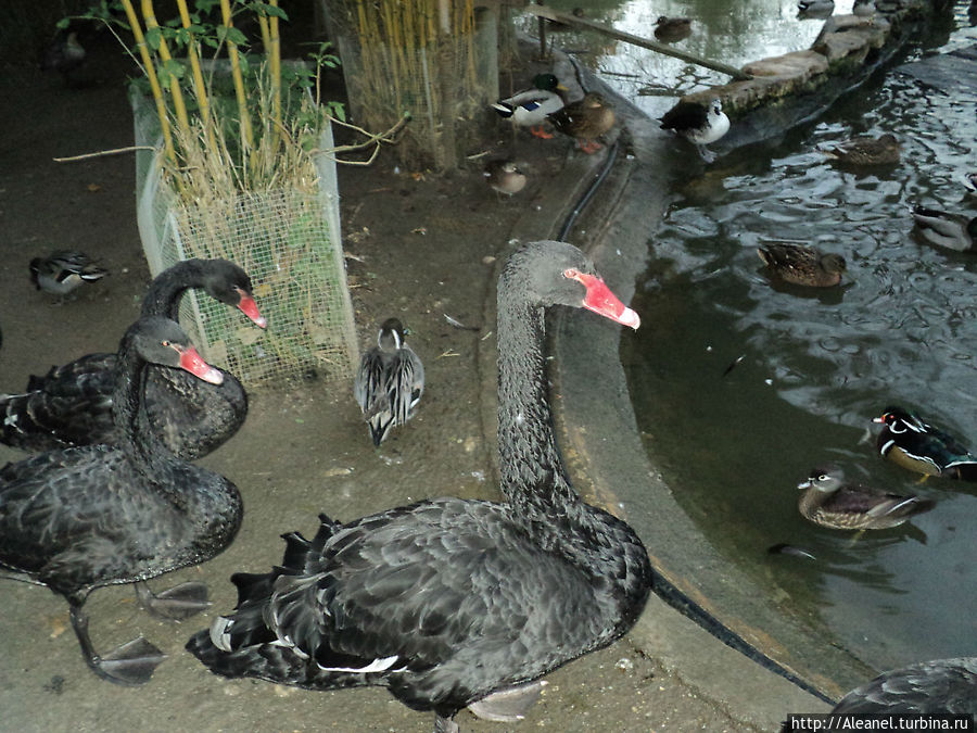 Семейство черных лебедей Женева, Швейцария