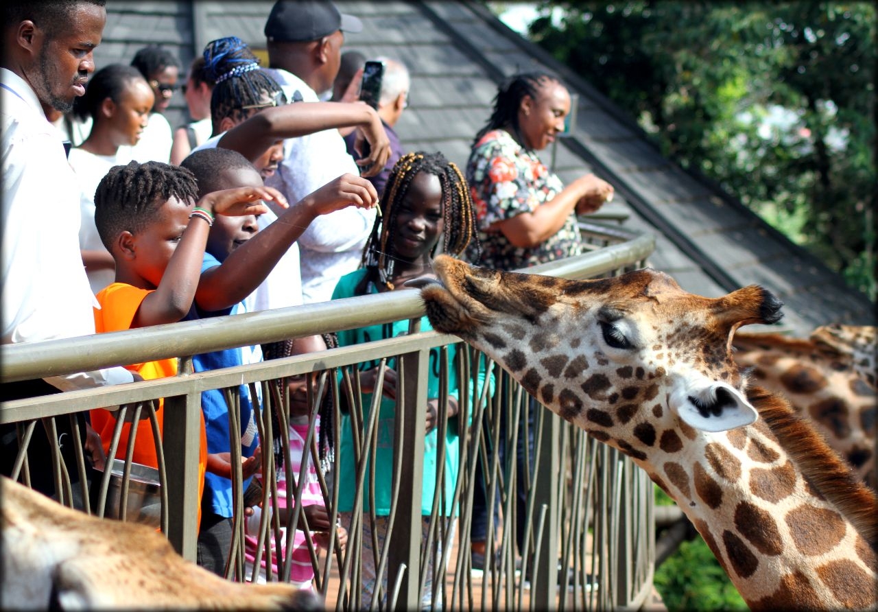 Кенийский юбилей ч.1 — перелёт и жирафы Ротшильда Найроби, Кения