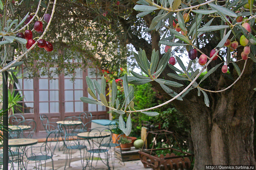 в летный теплый вечер, посидеть на этой террасе под оливковым деревом, одно удовольствие, запомнили место! Палау-Сатор, Испания