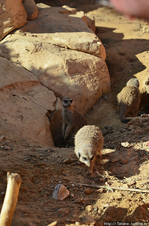 День у сурикатов происходит обычно по одной схеме: рано утром просыпаются, очищают вход в нору от песка, выходят на поиски пищи, в самое жаркое время отдыхают в тени, затем вновь идут искать пропитание и возвращаются к норе примерно за час до захода солнца.
Пока одни особи роются в земле, другие осматриваются в поисках опасности, могут с этой целью даже взбираться на деревья. День у сурикатов происходит обычно по одной схеме: рано утром просыпаются, очищают вход в нору от песка, выходят на поиски пищи, в самое жаркое время отдыхают в тени, затем вновь идут искать пропитание и возвращаются к норе примерно за час до захода солнца.
Пока одни особи роются в земле, другие осматриваются в поисках опасности, могут с этой целью даже взбираться на деревья.