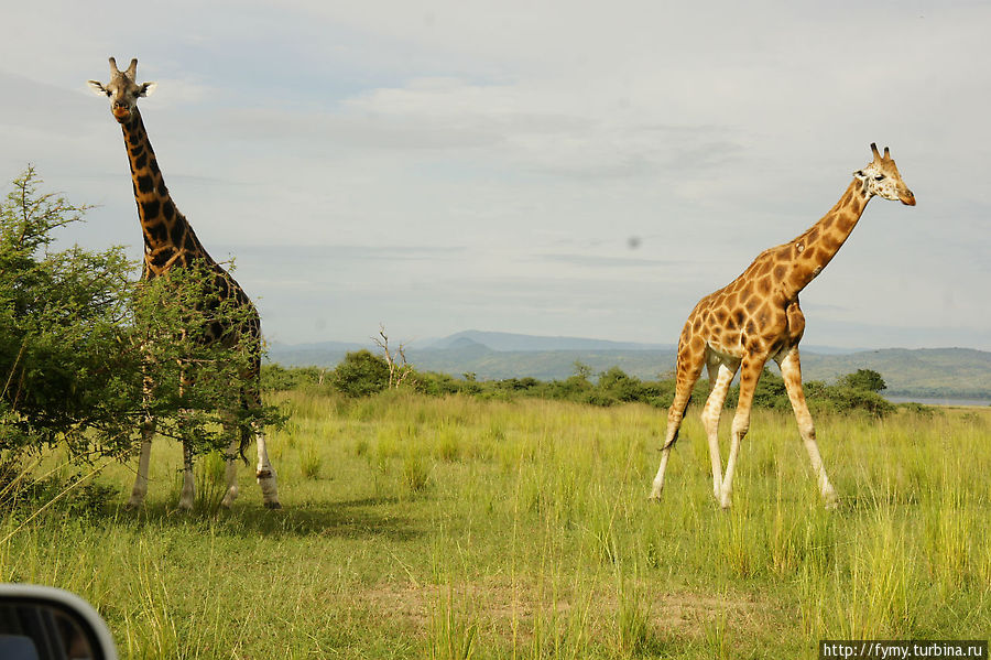 От Кампалы на север Уганда От Кампалы на север Уганда
