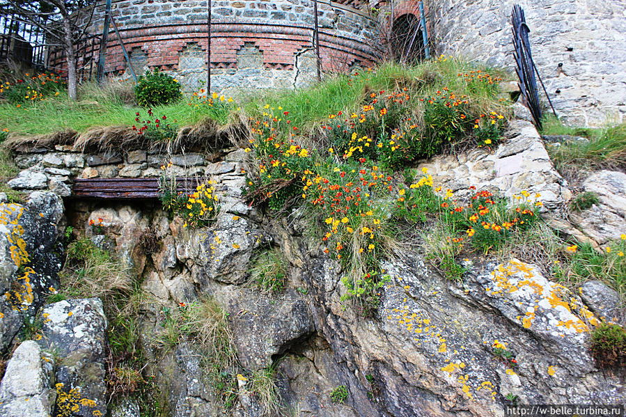 Через мощные скалы пробивается жизнь. Через мощные скалы пробивается жизнь.