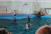 Дельфины порадовали зрителей в этот день