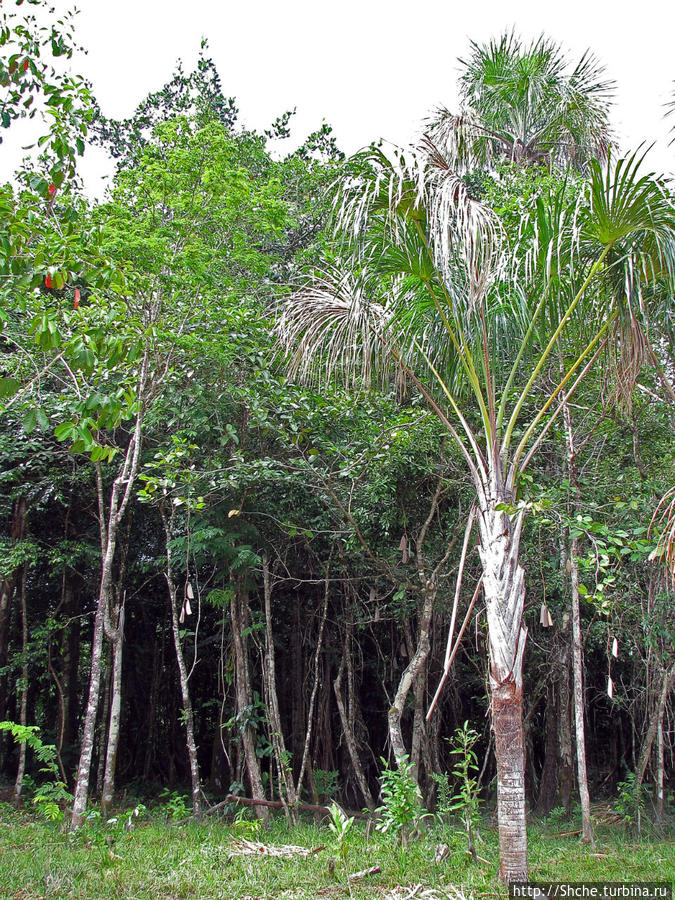 Экзотика проживания в Лагуне Канайма Национальный парк Канайма, Венесуэла