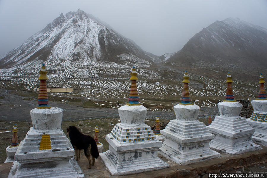 Монастырь Дира Пхук. Мы с незнакомой собакой вглядываемся в снежную даль, там должен быть Кайлаш Тибет, Китай