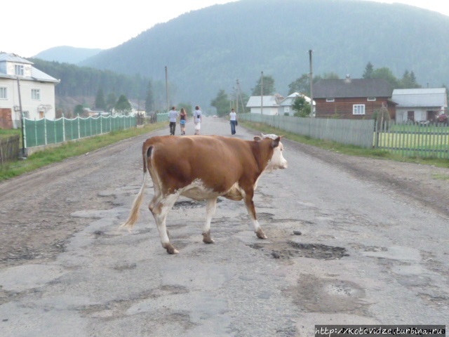 Лесистые Горганы Горганы заповедник, Украина