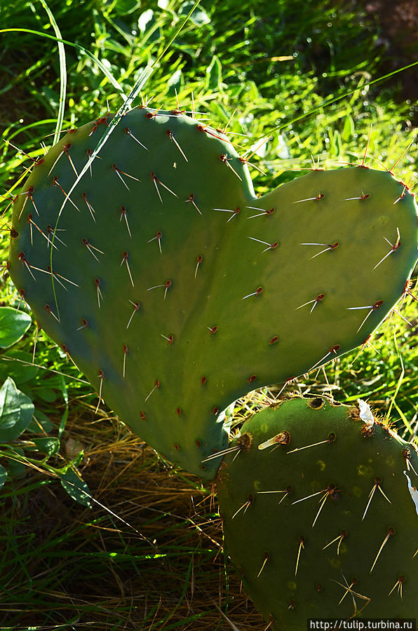 В Гранд Каньоне наше сердце завоевали не только величественные скалы, но и маленькие детали , которые делают это место необыкновенно притягательным В Гранд Каньоне наше сердце завоевали не только величественные скалы, но и маленькие детали , которые делают это место необыкновенно притягательным