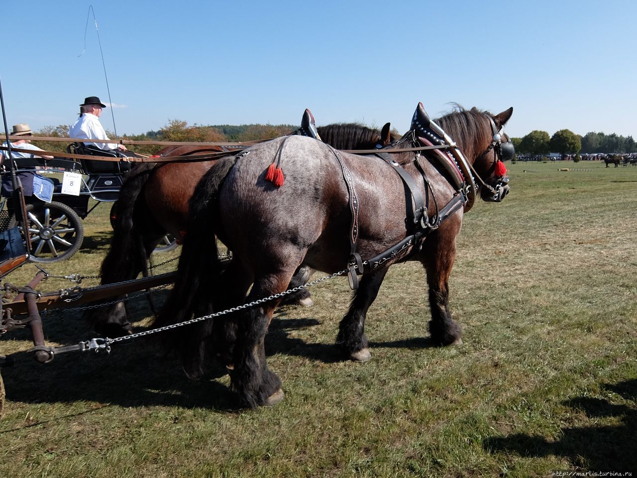 Баба з возу — кобыле легше Фишбах, Германия Баба з возу — кобыле легше Фишбах, Германия