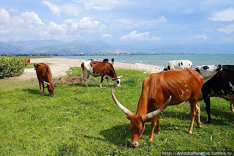 Иньямбо-подобная корова (или бычок?) в стаде около Бужумбуры, Бурунди. Нйанза, Руанда