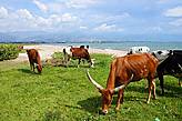 Иньямбо-подобная корова (или бычок?) в стаде около Бужумбуры, Бурунди.