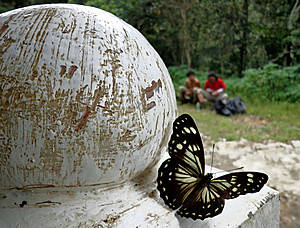 Последний привал. Филиппинские бабочки — огромные и и очень красивые
