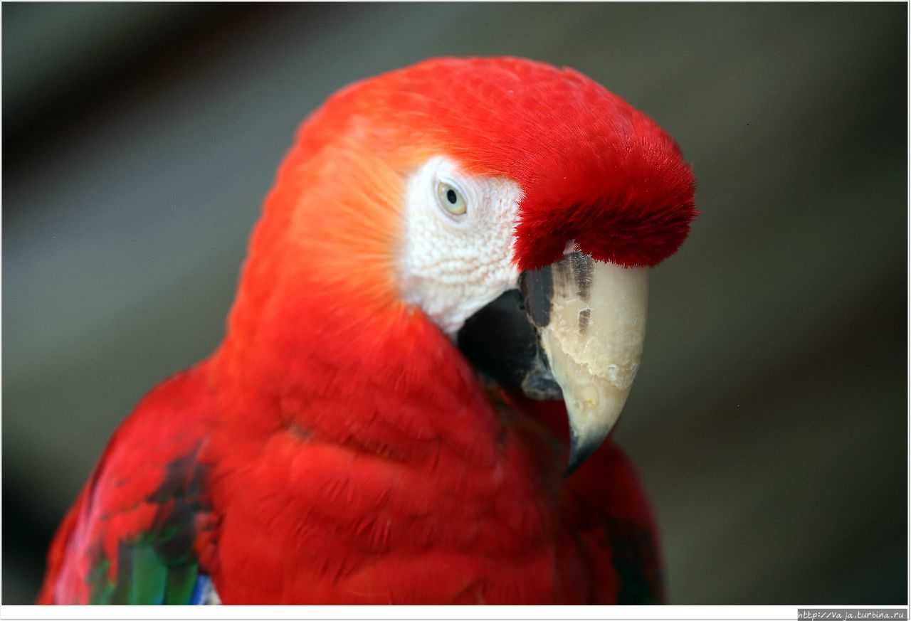 Зоопарк Манилы Манила, Филиппины Зоопарк Манилы Манила, Филиппины