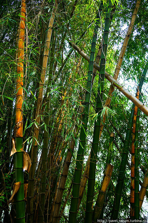 Заросли бамбука Яншо, Китай