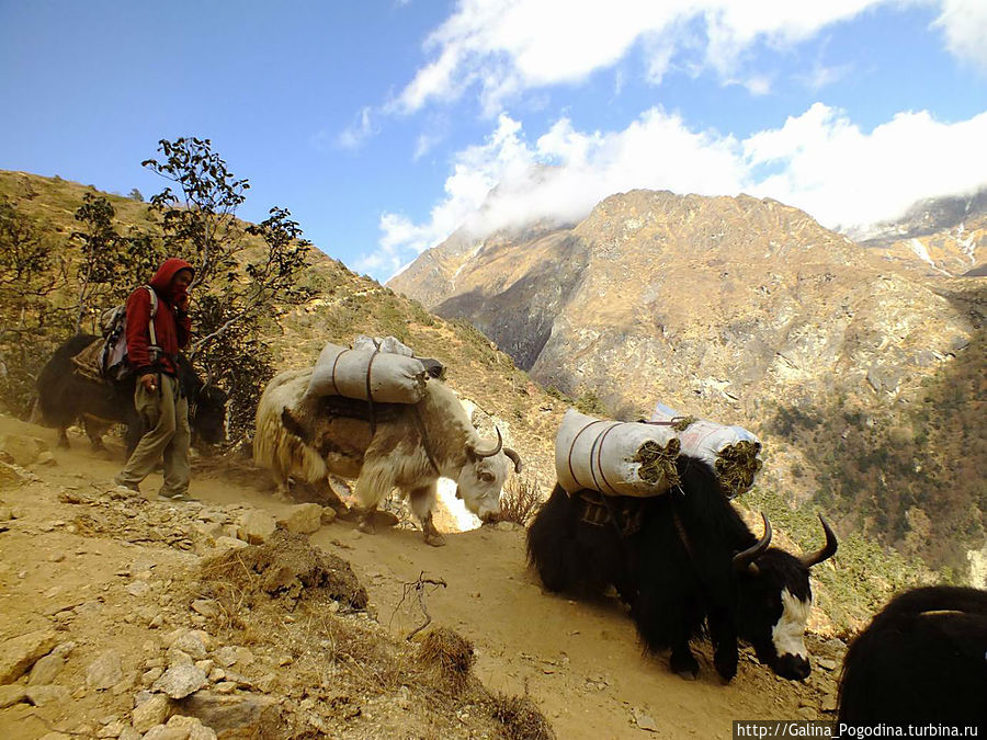 яки на тропе яки на тропе