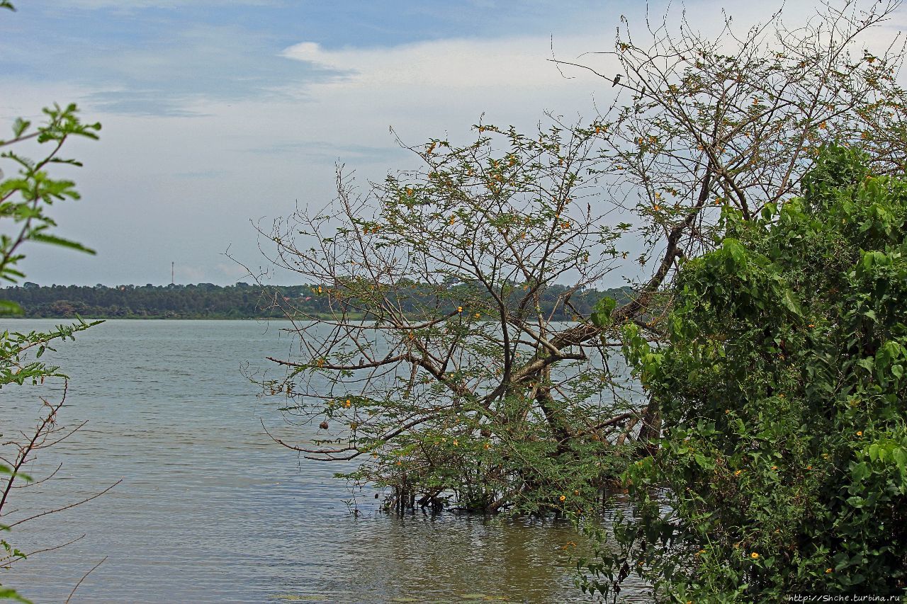 Озеро Виктория из Энтеббе Энтеббе, Уганда