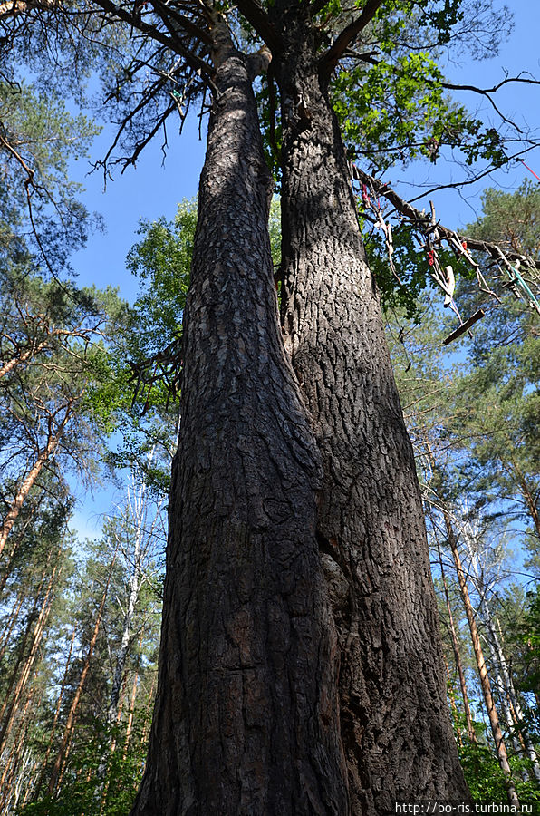 Чудо-дерево Тамбовская область, Россия